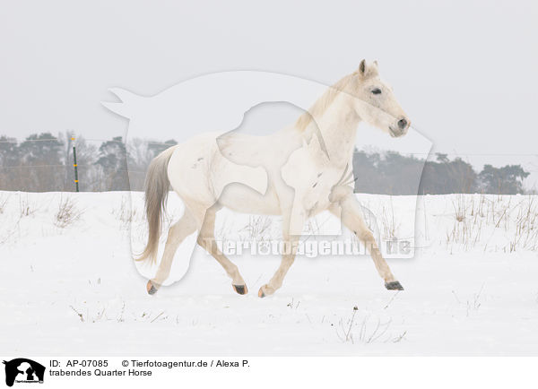 trabendes Quarter Horse / trotting Quarter Horse / AP-07085