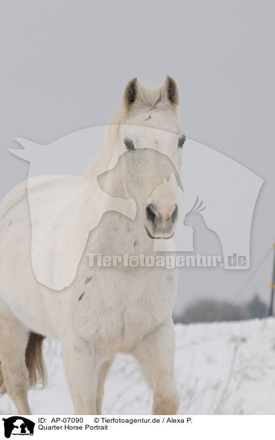 Quarter Horse Portrait / Quarter Horse Portrait / AP-07090