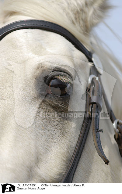 Quarter Horse Auge / Quarter Horse eye / AP-07551