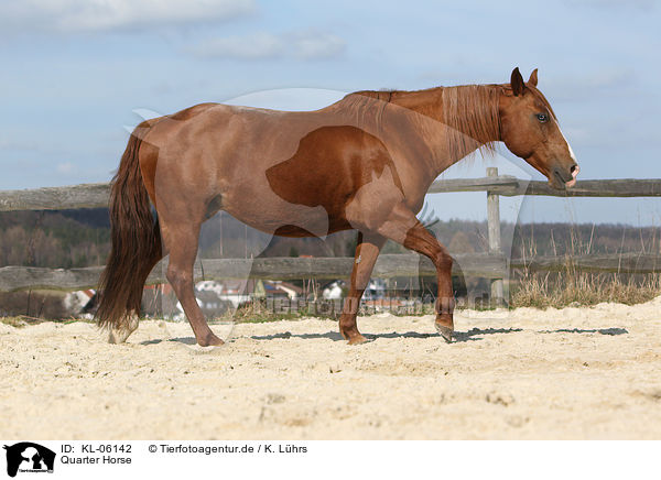 Quarter Horse / KL-06142