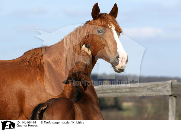 Quarter Horses / KL-06144