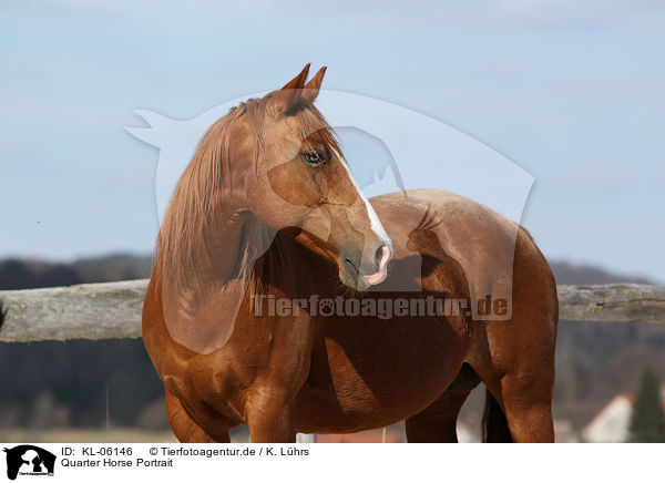 Quarter Horse Portrait / KL-06146