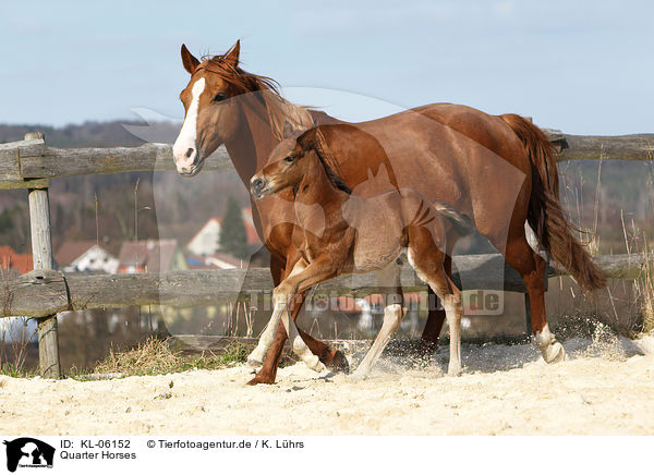 Quarter Horses / Quarter Horses / KL-06152