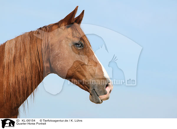 Quarter Horse Portrait / KL-06154