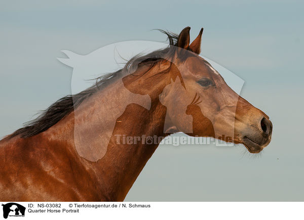 Quarter Horse Portrait / Quarter Horse Portrait / NS-03082