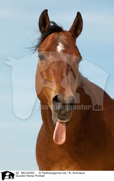 Quarter Horse Portrait / Quarter Horse Portrait / NS-03093