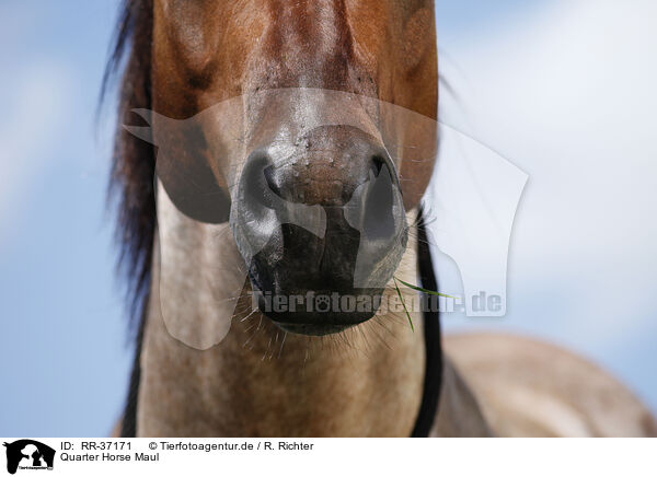 Quarter Horse Maul / Quarter Horse Mouth / RR-37171
