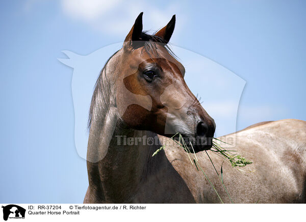 Quarter Horse Portrait / RR-37204