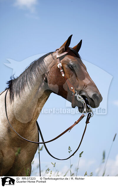 Quarter Horse Portrait / Quarter Horse Portrait / RR-37223