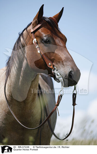 Quarter Horse Portrait / RR-37226