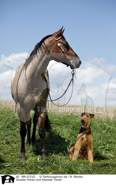 Quarter Horse und Airedale Terrier / RR-37232