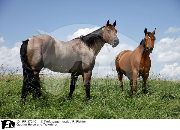 Quarter Horse und Trakehner / RR-37240