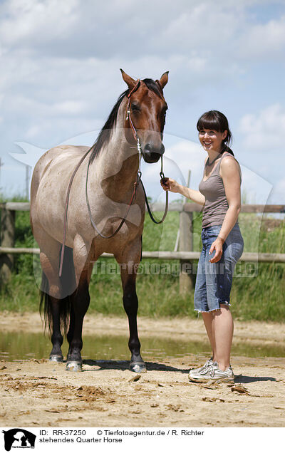 stehendes Quarter Horse / standing Quarter Horse / RR-37250