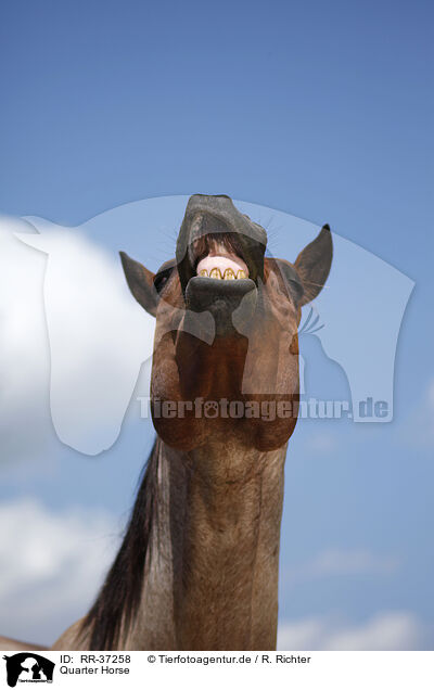 Quarter Horse / RR-37258
