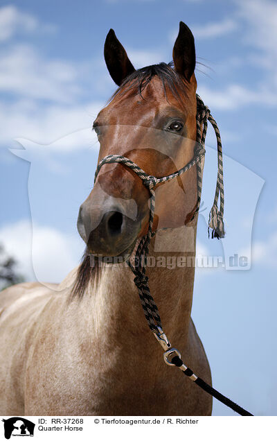 Quarter Horse / Quarter Horse / RR-37268