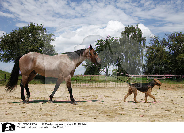 Quarter Horse und Airedale Terrier / RR-37270