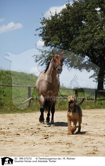 Quarter Horse und Airedale Terrier / RR-37272