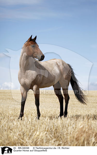 Quarter Horse auf Stoppelfeld / RR-38096