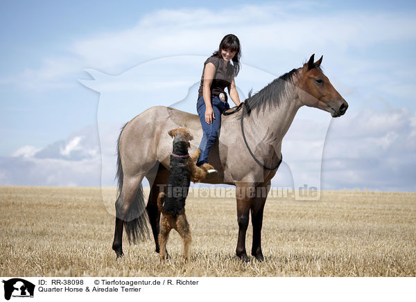 Quarter Horse & Airedale Terrier / Quarter Horse & Airedale Terrier / RR-38098
