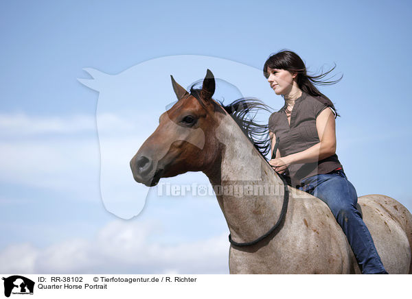 Quarter Horse Portrait / Quarter Horse Portrait / RR-38102