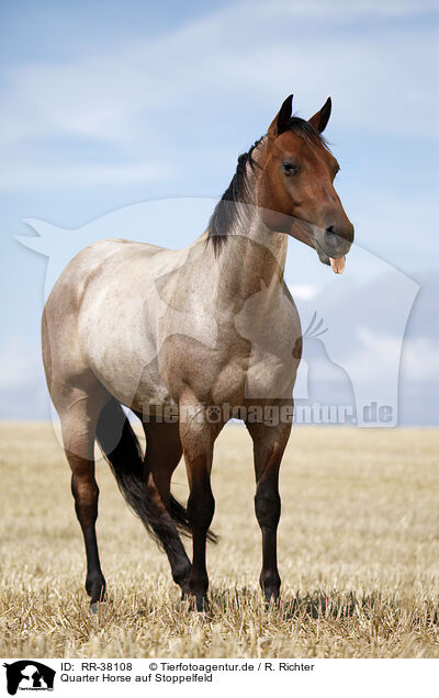 Quarter Horse auf Stoppelfeld / RR-38108