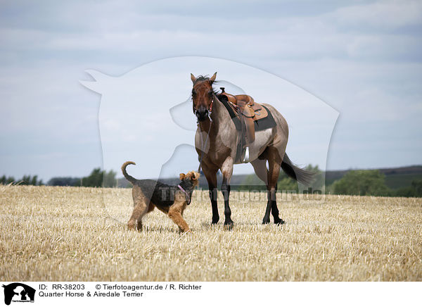 Quarter Horse & Airedale Terrier / RR-38203