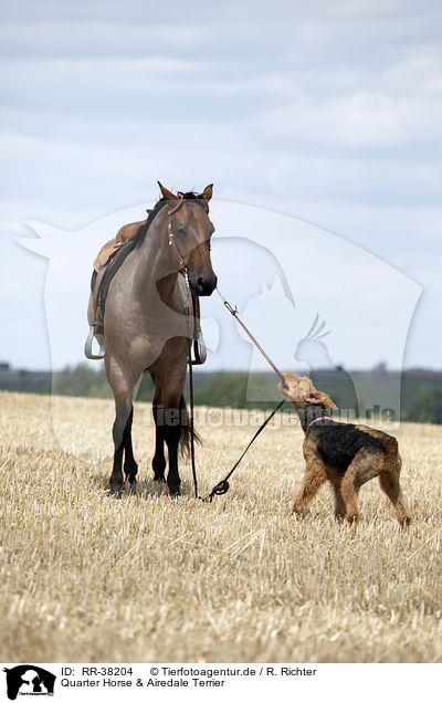 Quarter Horse & Airedale Terrier / Quarter Horse & Airedale Terrier / RR-38204