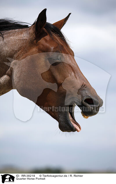 Quarter Horse Portrait / Quarter Horse Portrait / RR-38218
