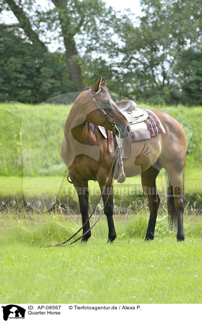 Quarter Horse / Quarter Horse / AP-08567