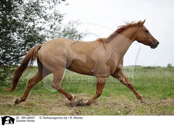 Quarter Horse / Quarter Horse / RR-38857