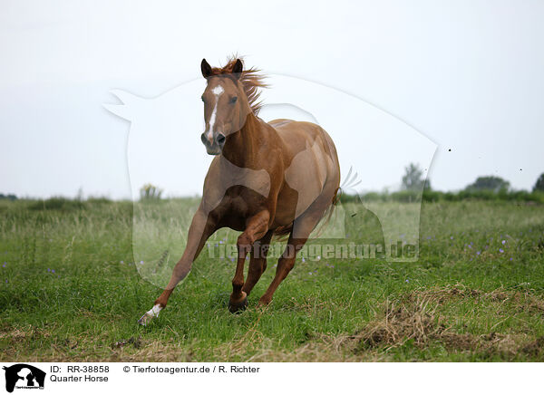 Quarter Horse / Quarter Horse / RR-38858