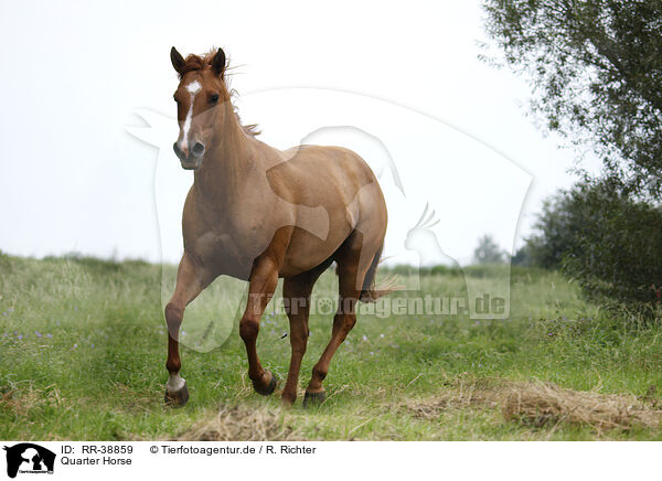 Quarter Horse / Quarter Horse / RR-38859