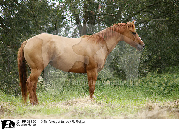Quarter Horse / Quarter Horse / RR-38860