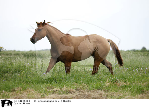 Quarter Horse / Quarter Horse / RR-38861