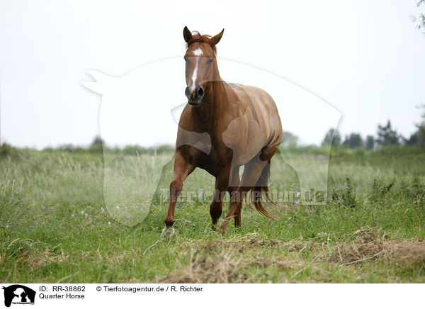 Quarter Horse / Quarter Horse / RR-38862