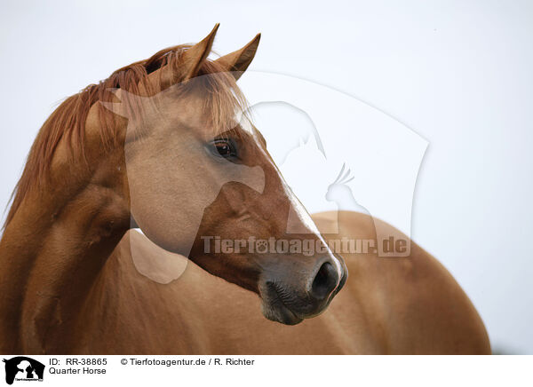 Quarter Horse / RR-38865
