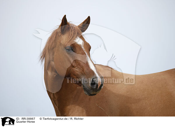Quarter Horse / Quarter Horse / RR-38867