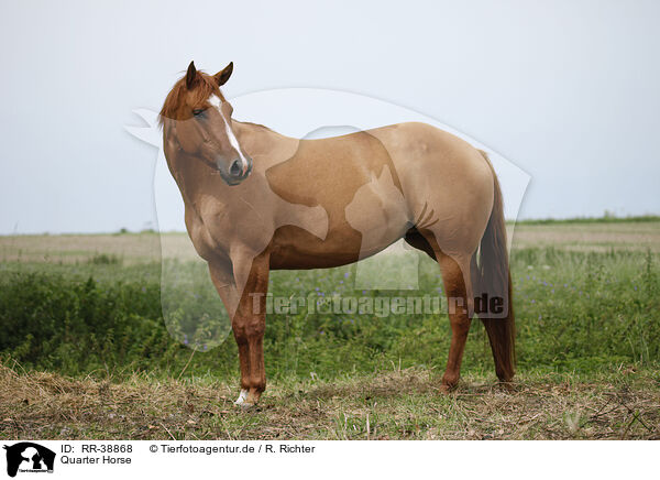 Quarter Horse / Quarter Horse / RR-38868