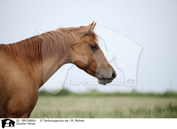 Quarter Horse / Quarter Horse / RR-38869