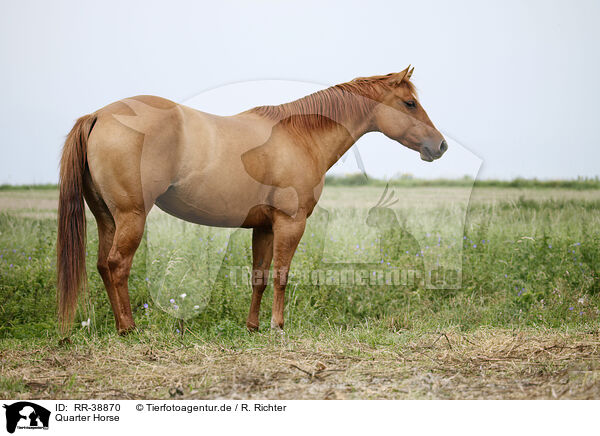 Quarter Horse / Quarter Horse / RR-38870