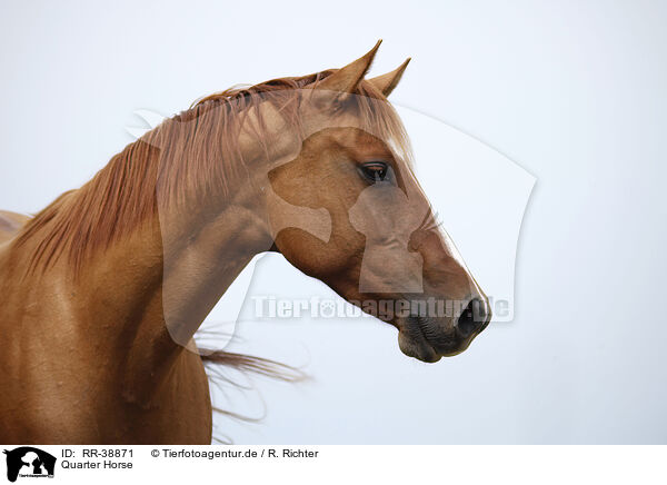 Quarter Horse / Quarter Horse / RR-38871