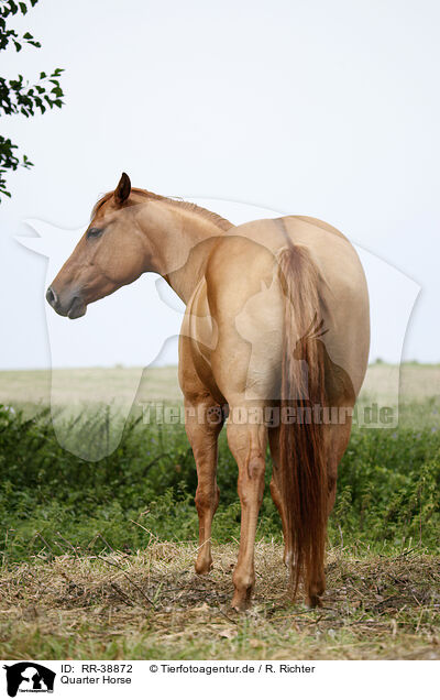 Quarter Horse / Quarter Horse / RR-38872