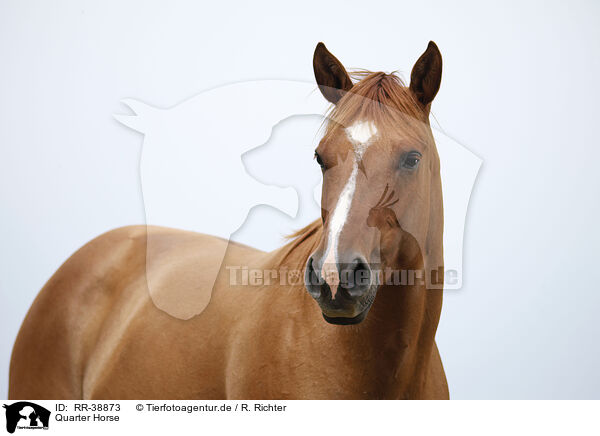 Quarter Horse / Quarter Horse / RR-38873