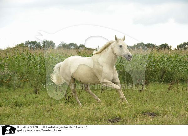 galoppierendes Quarter Horse / AP-09170