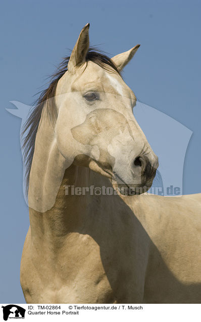 Quarter Horse Portrait / Quarter Horse Portrait / TM-02864