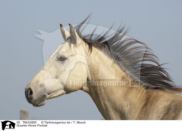 Quarter Horse Portrait / Quarter Horse Portrait / TM-02865