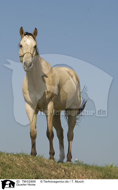 Quarter Horse / Quarter Horse / TM-02866