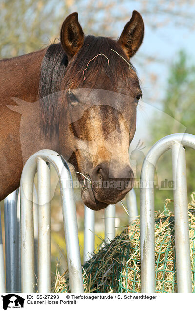 Quarter Horse Portrait / Quarter Horse Portrait / SS-27293