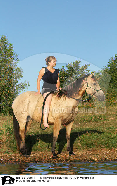 Frau reitet Quarter Horse / woman rides Quarter Horse / SS-28811