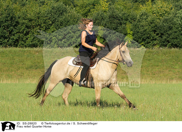 Frau reitet Quarter Horse / woman rides Quarter Horse / SS-28820